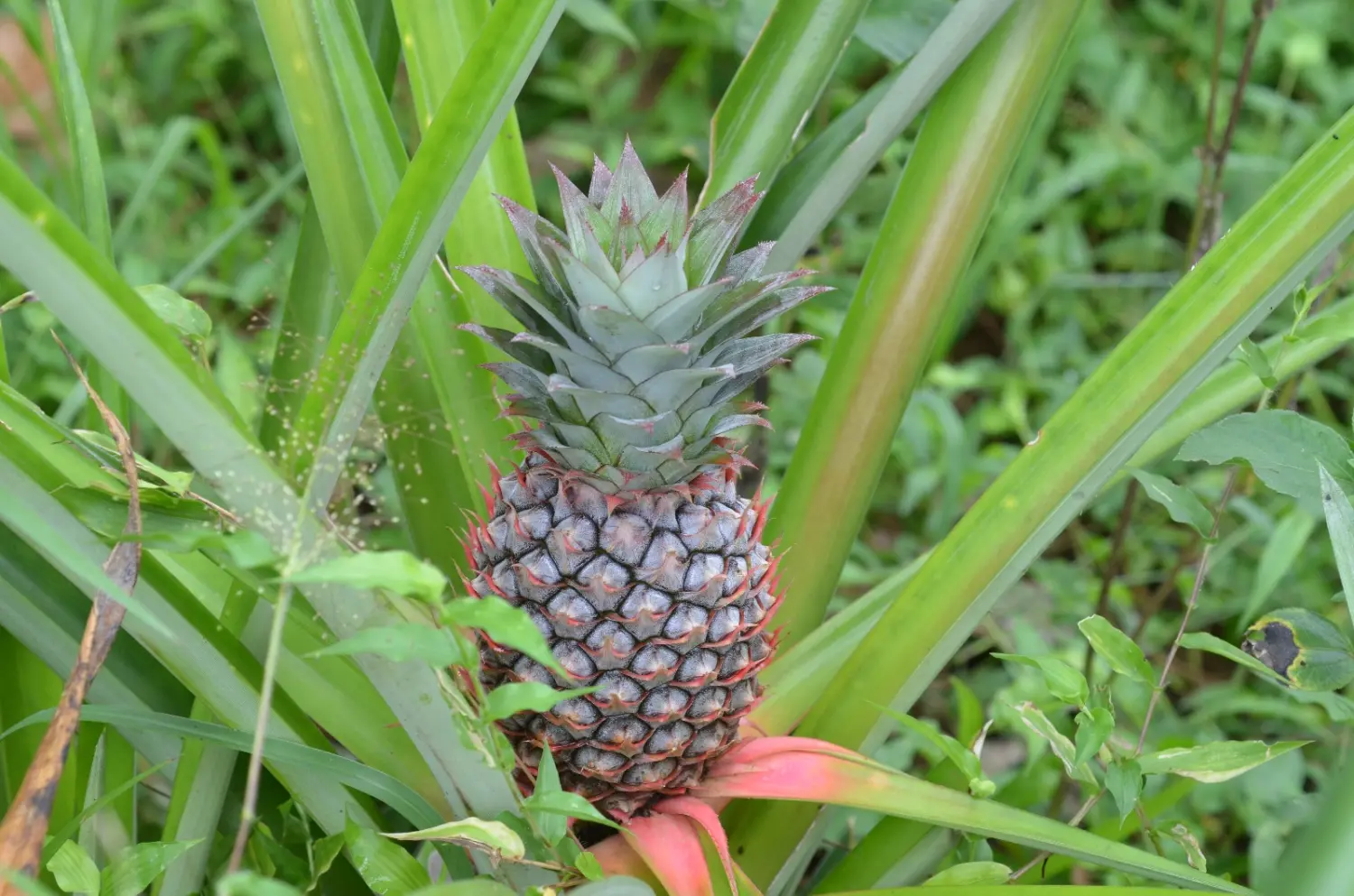 Urlaubsplanung, Planificación de vacaciones, Vacation planning 