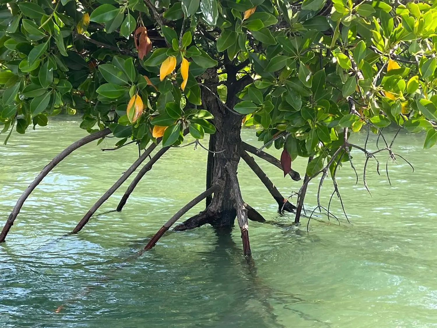 Individualisierte Reisen, Viajes personalizados, Custom travel 