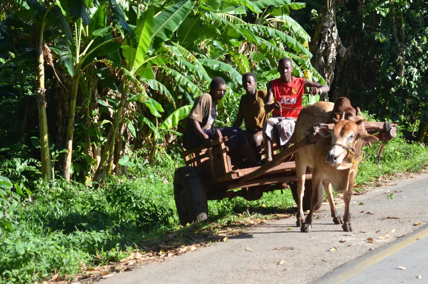  Kreuzfahrten, Cruceros, Cruises