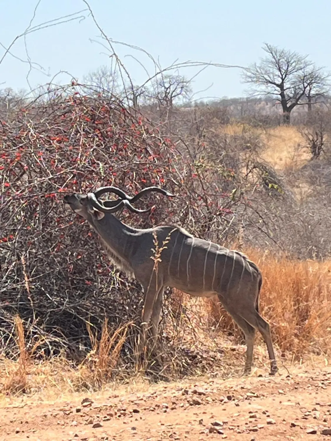 Ubireisen, Reisebüro, Calw