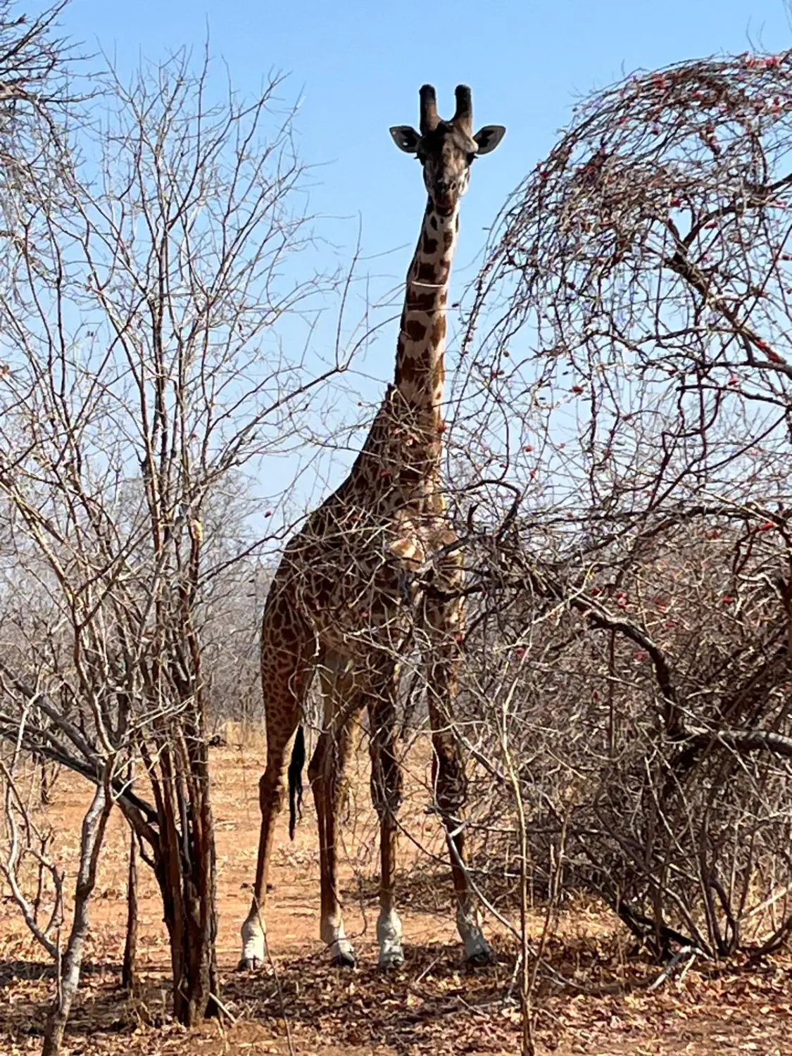 Urlaubsplanung, Planificación de vacaciones, Vacation planning 