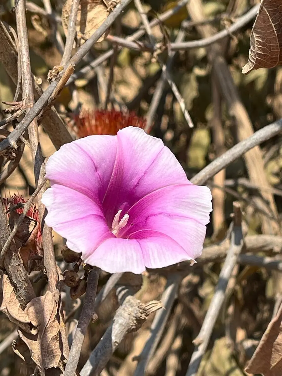 Urlaubsplanung, Planificación de vacaciones, Vacation planning 