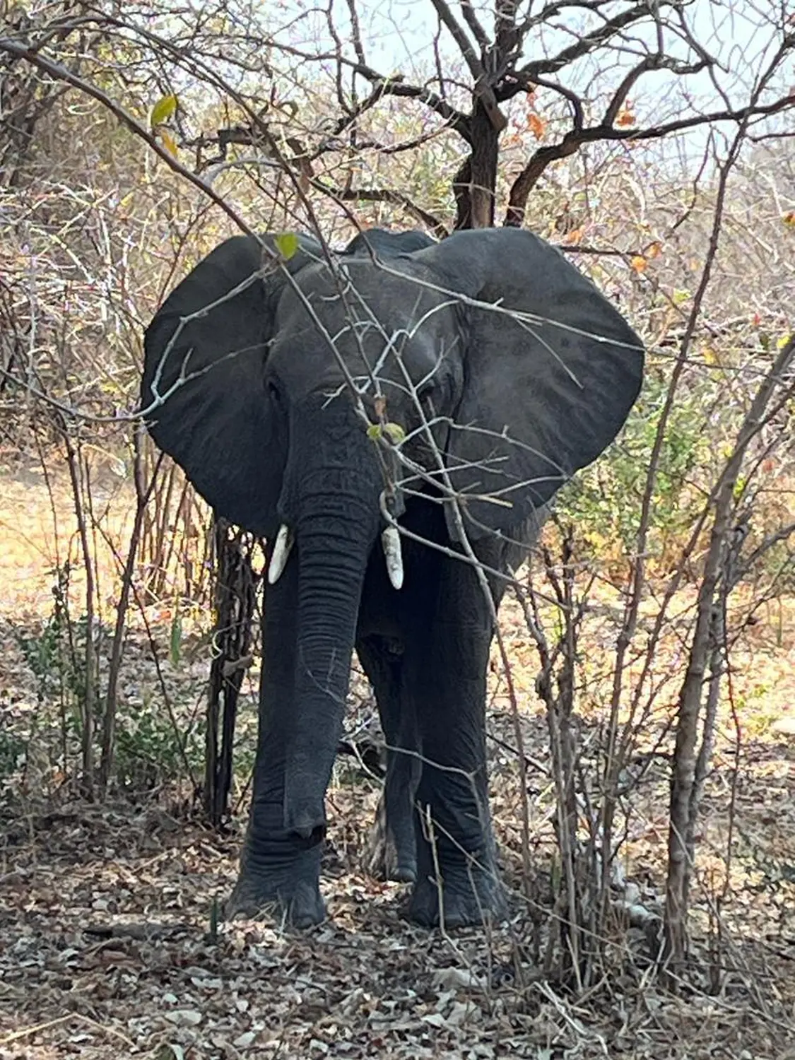 Kreuzfahrten, Cruceros, Cruises