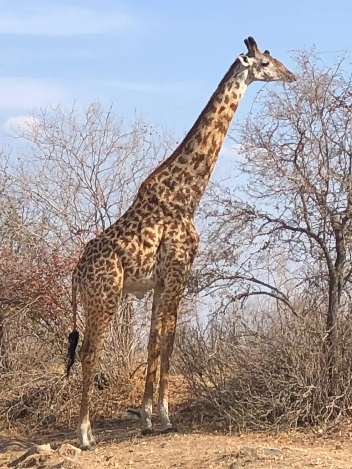 Individualisierte Reisen, Viajes personalizados, Custom travel 