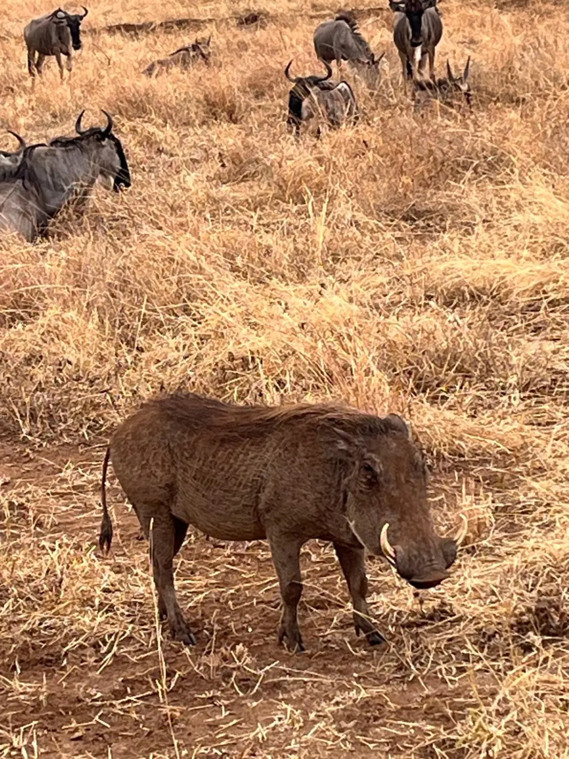 Hotels buchen, Reservar hoteles, Book hotels 